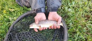 Brown Trout