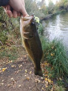 Largemouth Bass