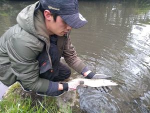Northern Pike