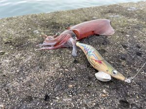 European Squid