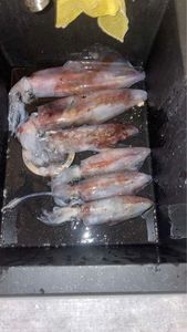 European Squid