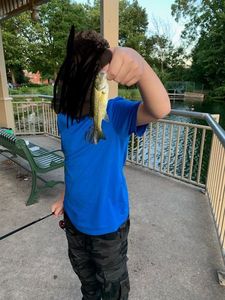 Largemouth Bass