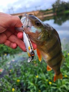 European Perch