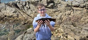 Ballan Wrasse