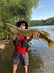 Northern Pike