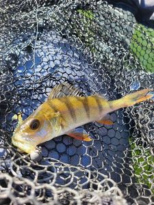 European Perch