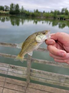 Largemouth Bass