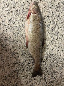 Lake Trout