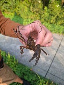 Red Swamp Crayfish