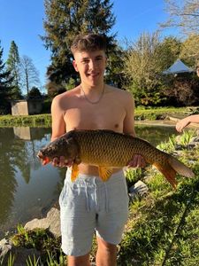 Common Carp