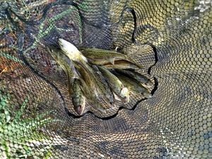 Largemouth Bass
