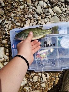 Largemouth Bass