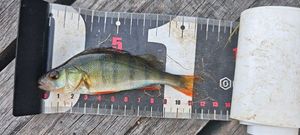 European Perch