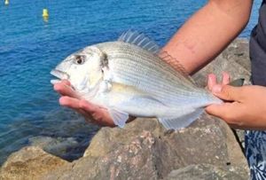 Gilthead Seabream