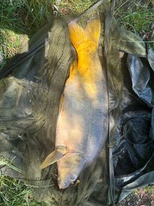 Leather Carp