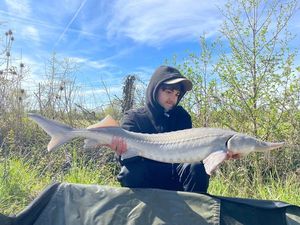 Sturgeon