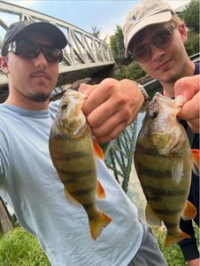 European Perch