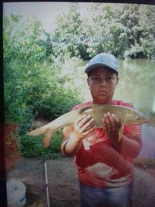 Common Carp