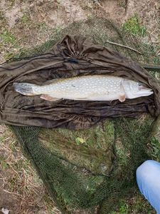 Chain Pickerel