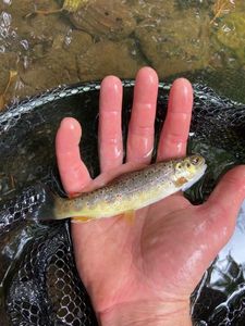 Brown Trout