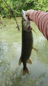 Northern Pike