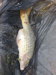 Common Carp