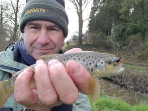 Brown Trout