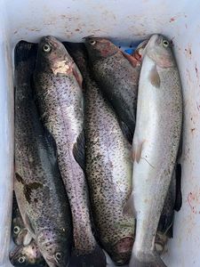 Cutthroat Trout