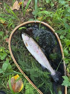 Rainbow Trout