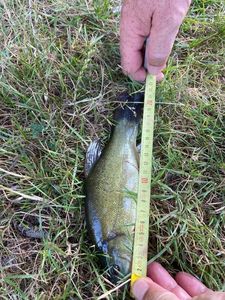 Tench