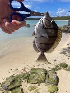 Manini
