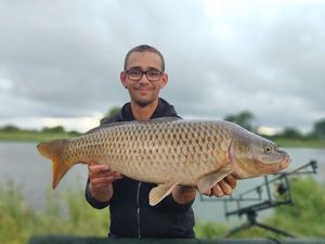 Common Carp