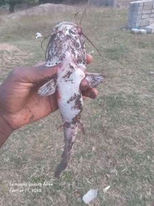 Brown Bullhead