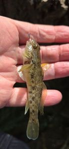 Round Goby