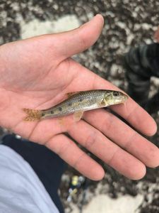 Gudgeon