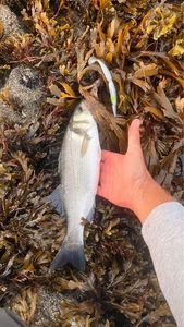 European Bass (Seabass)