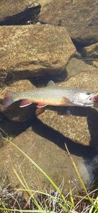 Tiger Trout