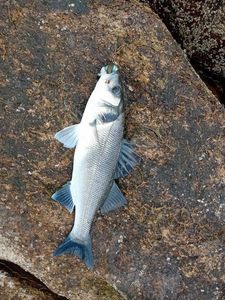 European Bass (Seabass)
