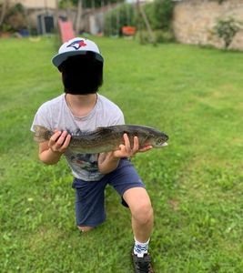 Rainbow Trout
