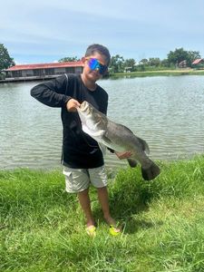 Barramundi