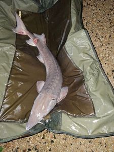 Sturgeon