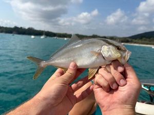 Greater Amberjack