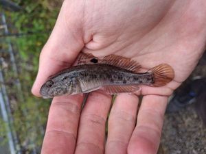 Round Goby