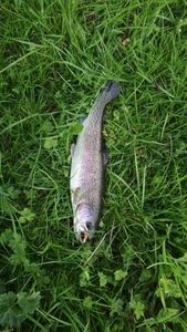 Rainbow Trout