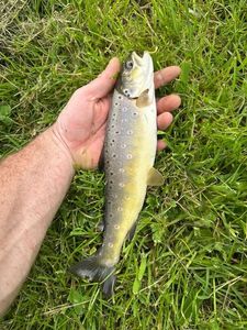 Brown Trout