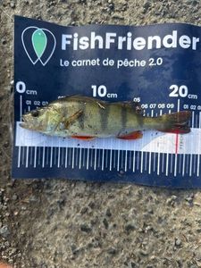 European Perch