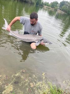 Sturgeon