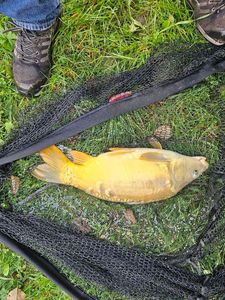 Leather Carp