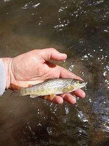 Brown Trout
