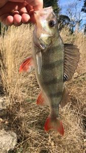 European Perch